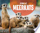 Animal Groups: A Mob of Meerkats