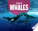 Animal Groups: A Pod of Whales